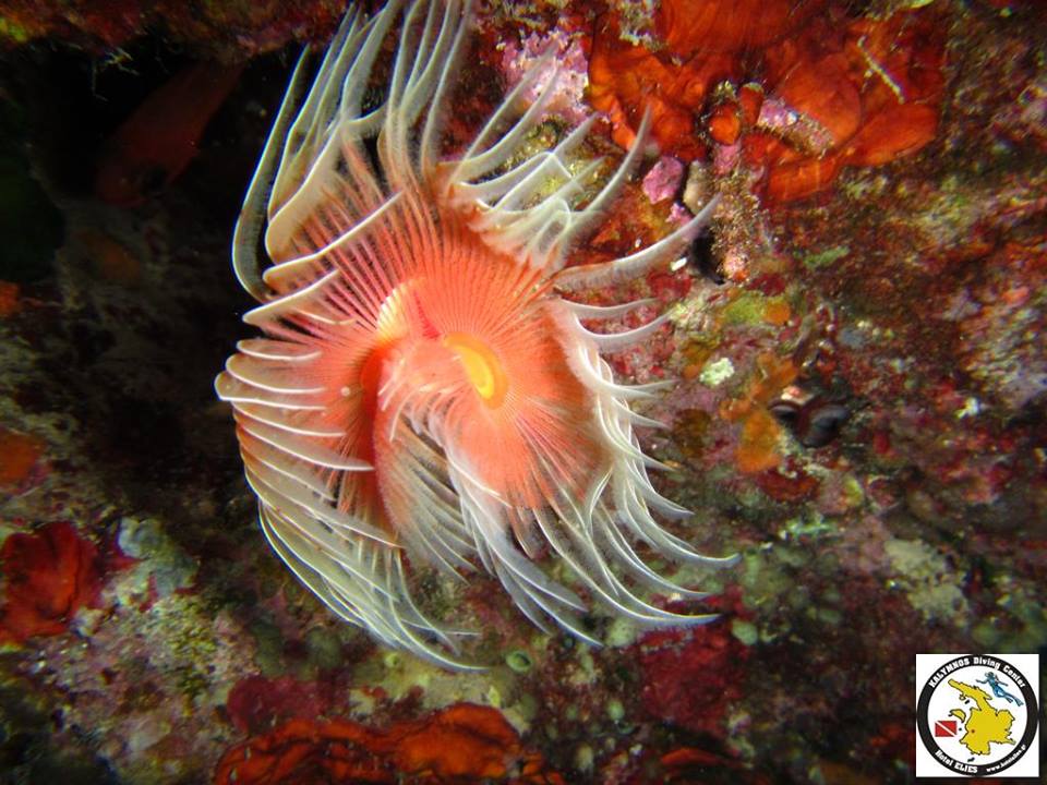 Serpula_vermicularis.jpg