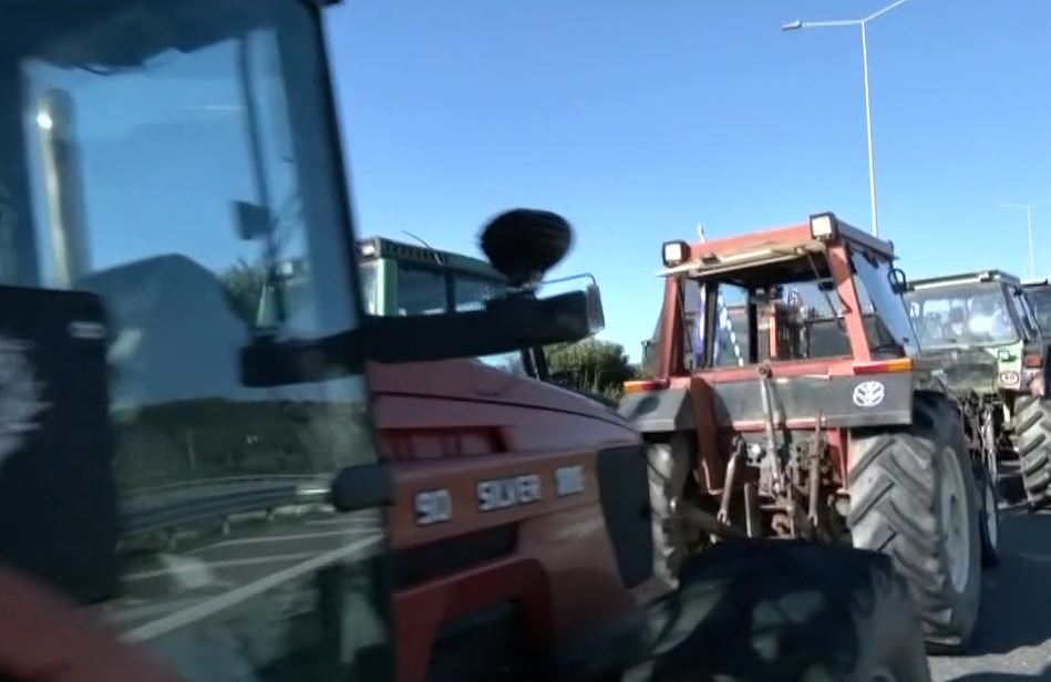 agrotes_3.JPG