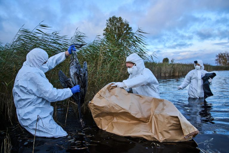 spain-birdflu-768x512.jpg
